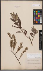 Salix aurita L. x Salix repens L.